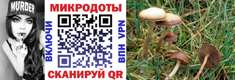 Галлюциногенные грибы прущие грибы блэк спрут зеркало Озёрск